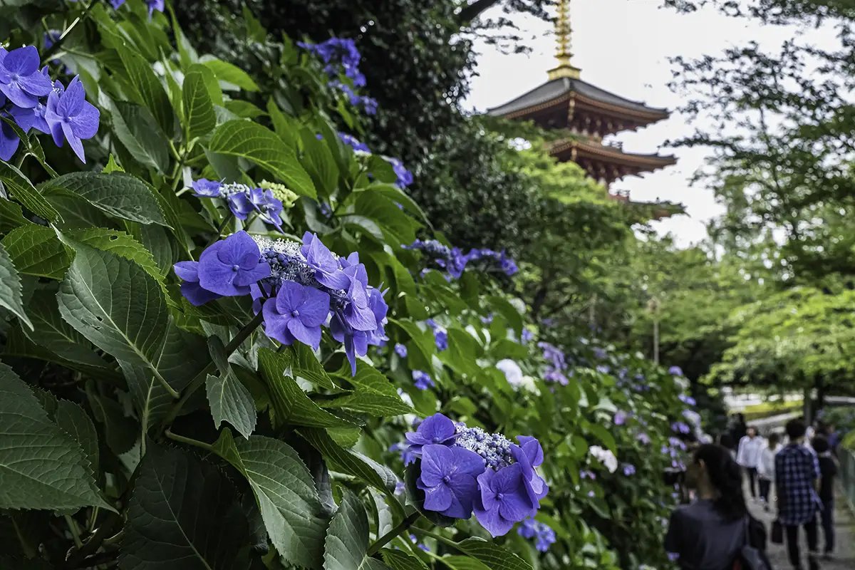 🏯 다카하타산 묘오인 곤고지(다카하타후도손) 이미지 7